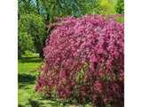 Okrasne dreviny ducplant(763)