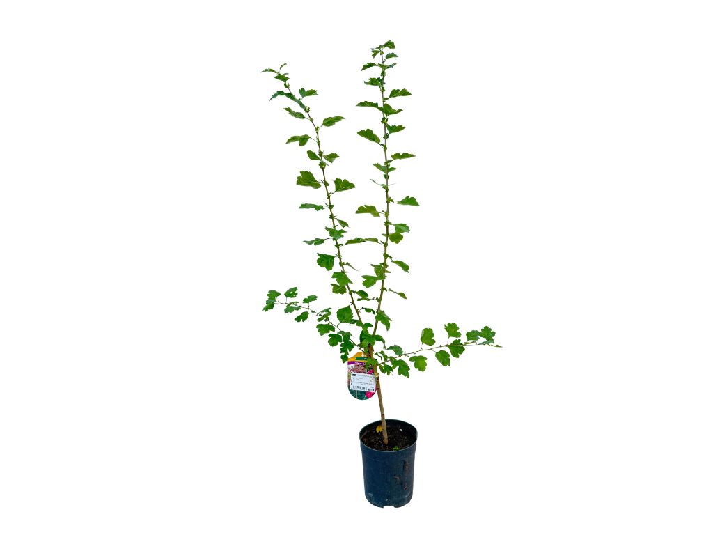 Okrasné stromy Hloh obyčajný PAULS SCARLET 90-110 cm(4)
