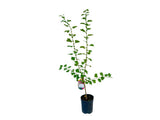 Okrasné stromy Hloh obyčajný PAULS SCARLET 90-110 cm(4)