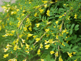 Untitled design 2024 09 15T110836.288
