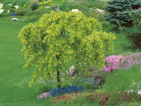 Okrasne dreviny ducplant(785)