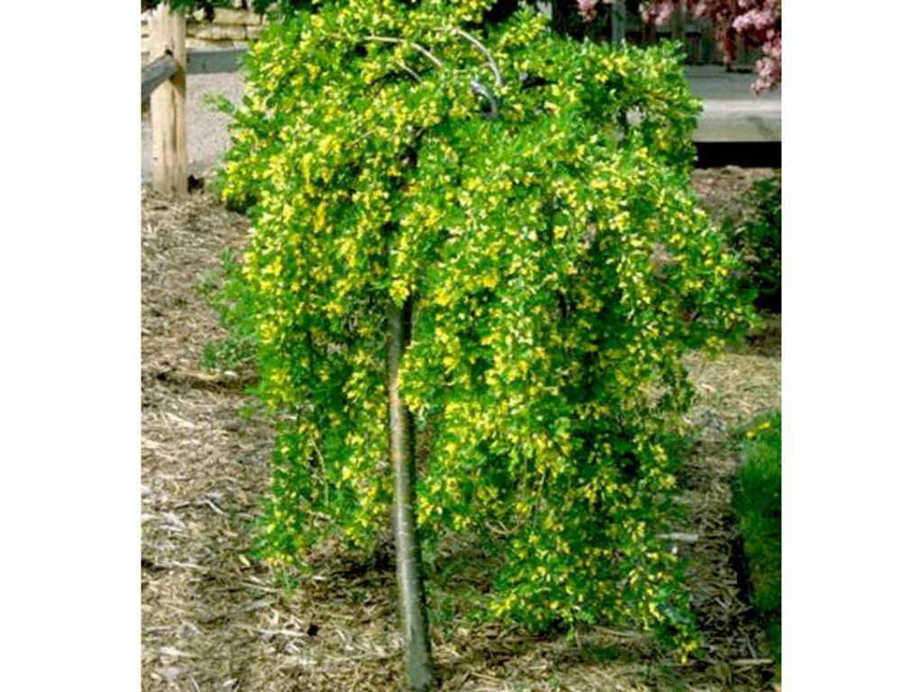 Okrasne dreviny ducplant(788)