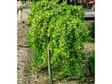 Okrasne dreviny ducplant(788)