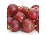 ovocne stromy ducplant(10)