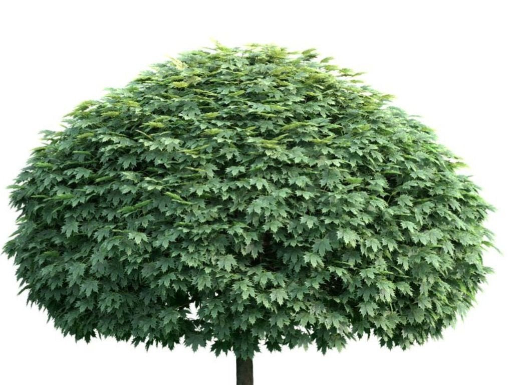 Javor mléčný Globosum na kmínku 80–90 cm, výška 120–130 cm, květináč 9 l