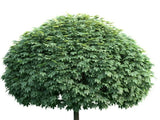 Javor mléčný Globosum na kmínku 80–90 cm, výška 120–130 cm, květináč 9 l