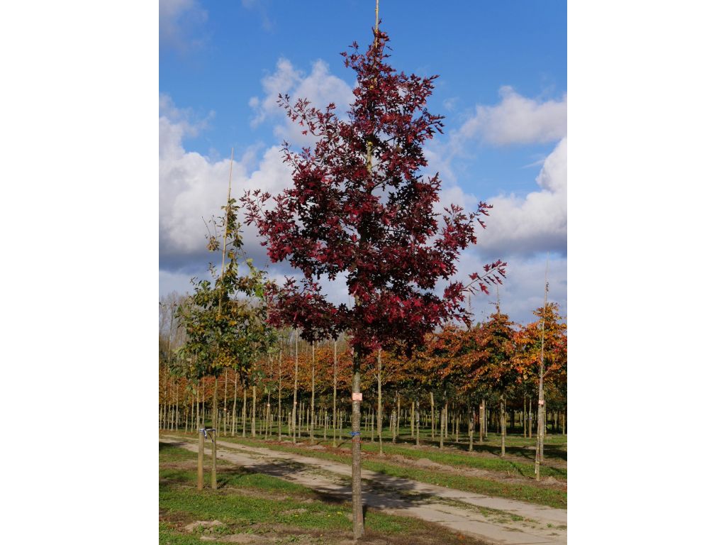 Dub červený na kmienku, výška 300 350 cm, obvod kmeňa 8 10 cm(6)