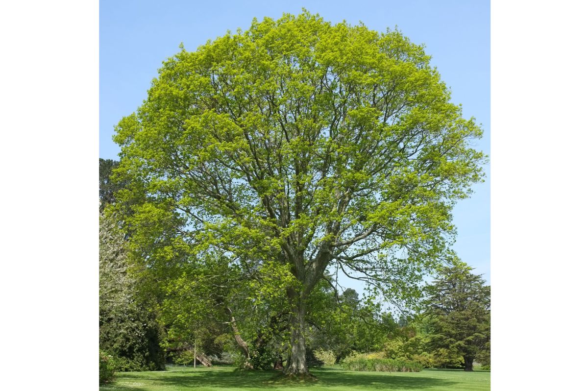 Dub červený na kmienku, výška 300 350 cm, obvod kmeňa 8 10 cm(11)