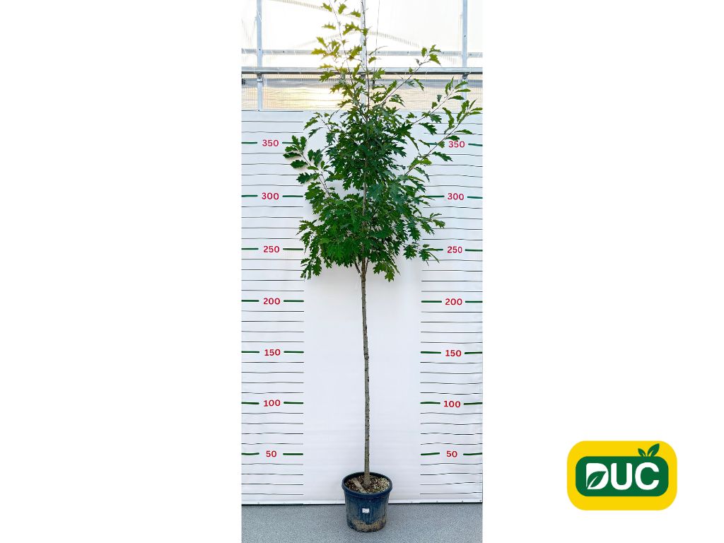 Dub červený na kmienku, výška 300 350 cm, obvod kmeňa 8 10 cm(2)
