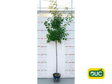 Dub červený na kmienku, výška 300 350 cm, obvod kmeňa 8 10 cm(2)