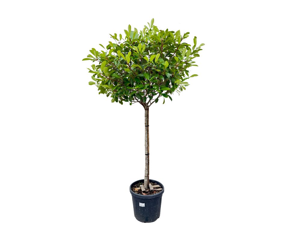 Dreviny na kmienku Červienka Fraserova Red Robin na 70 90cm kmienku(4)
