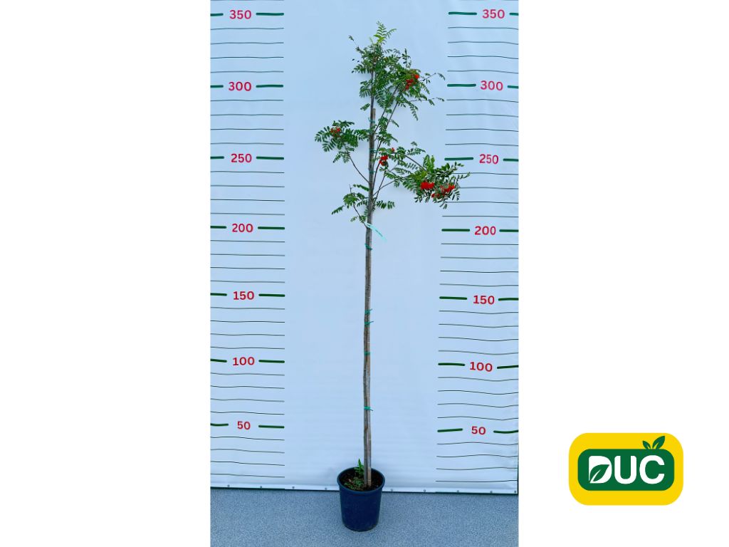 Dreviny na kmienku Jarabina vtáčia na kmienku, výška 300 350 cm(2)