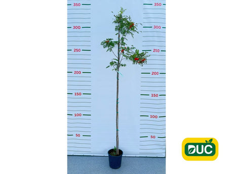 Dreviny na kmienku Jarabina vtáčia na kmienku, výška 300 350 cm(2)