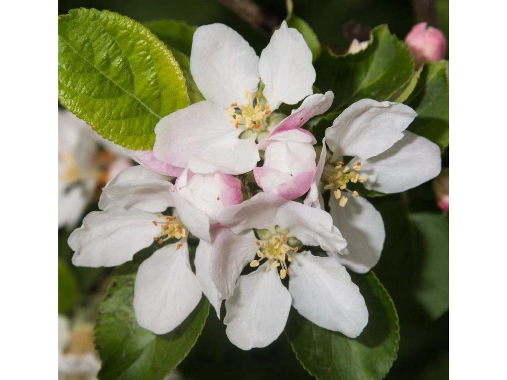 okrasne dreviny ducplant(936)