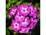 Flox metlinatý Flame Purple Eye(4)