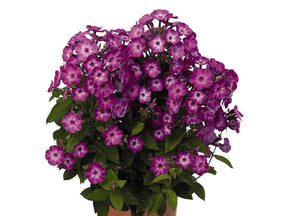 Trvalky Flox metlinatý Flame Purple Eye