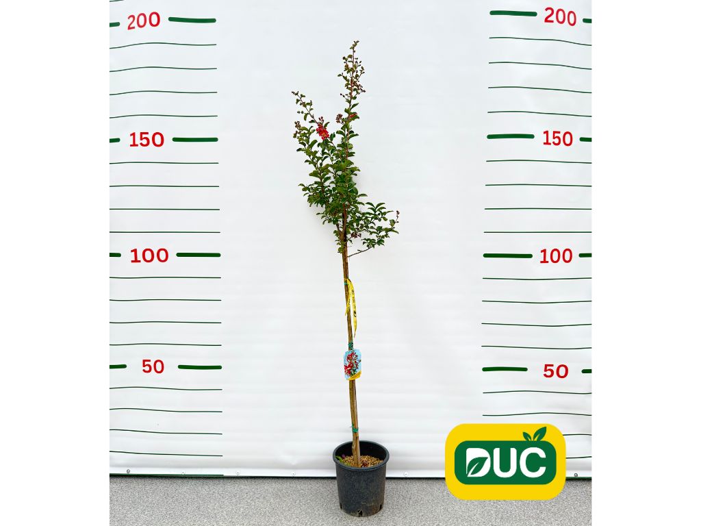Dreviny na kmienku Myrta krepová Caroline Beauty ružová na 70 100 cm kmienku(2)