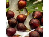 ovocne stromy ducplant(318)
