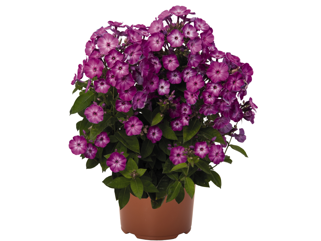 Trvalky Flox metlinatý Flame Purple3