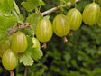 ovocne stromy ducplant(407)