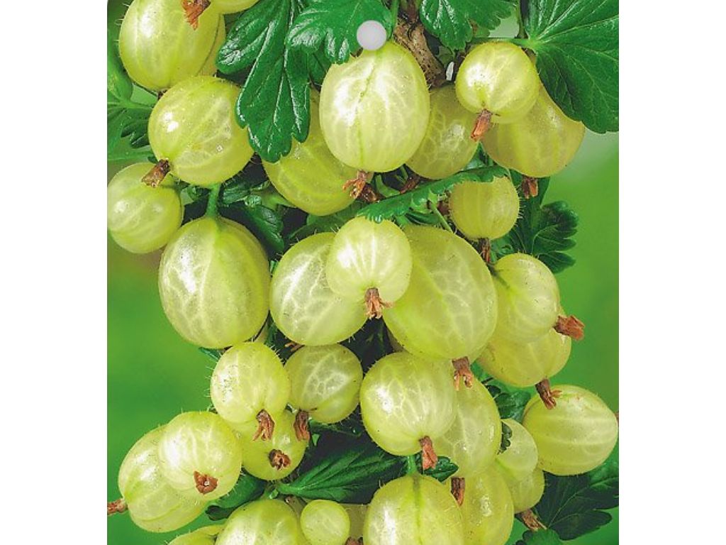 ovocne stromy ducplant(409)