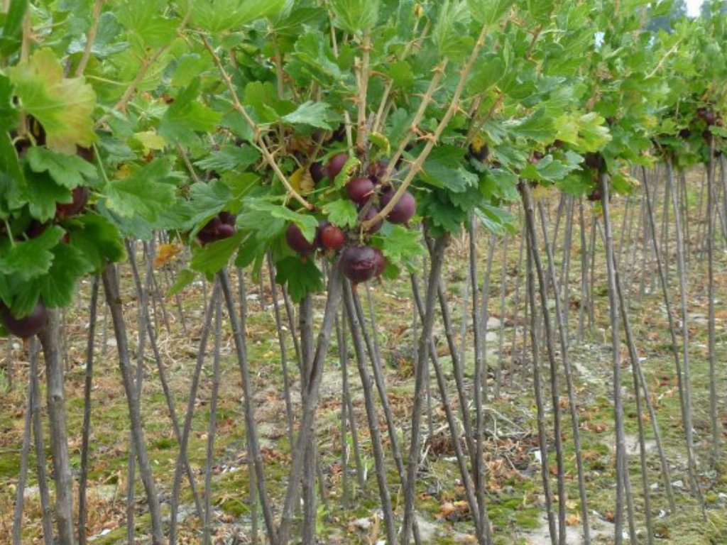 Angrešt stromkový Niesluchowski na kmínku 60 cm, prostokořenný