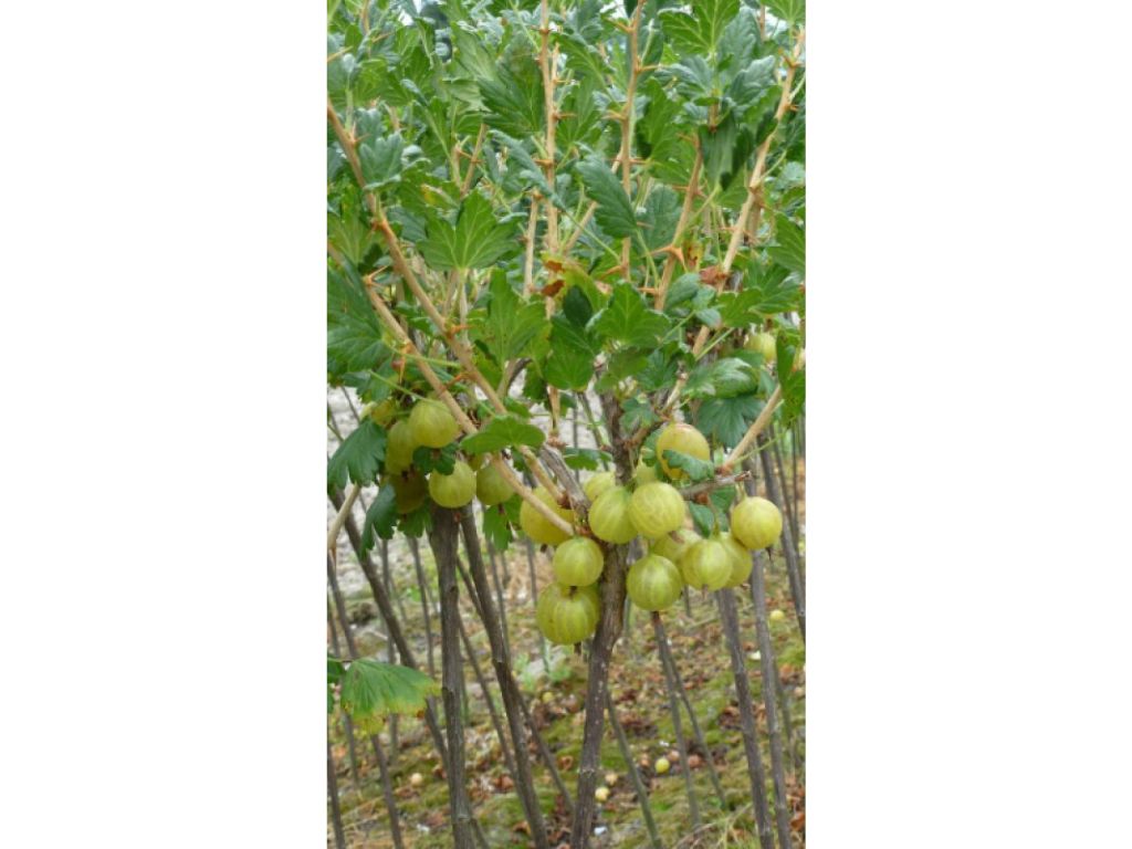 ovocne stromy ducplant(410)