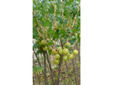 ovocne stromy ducplant(410)
