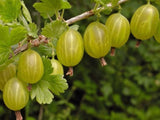 ovocne stromy ducplant(407)