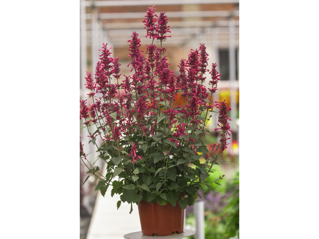 Trvalky Agastache Morello5