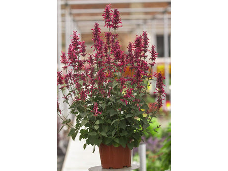 Trvalky Agastache Morello5