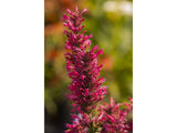 Trvalky Agastache Morello1