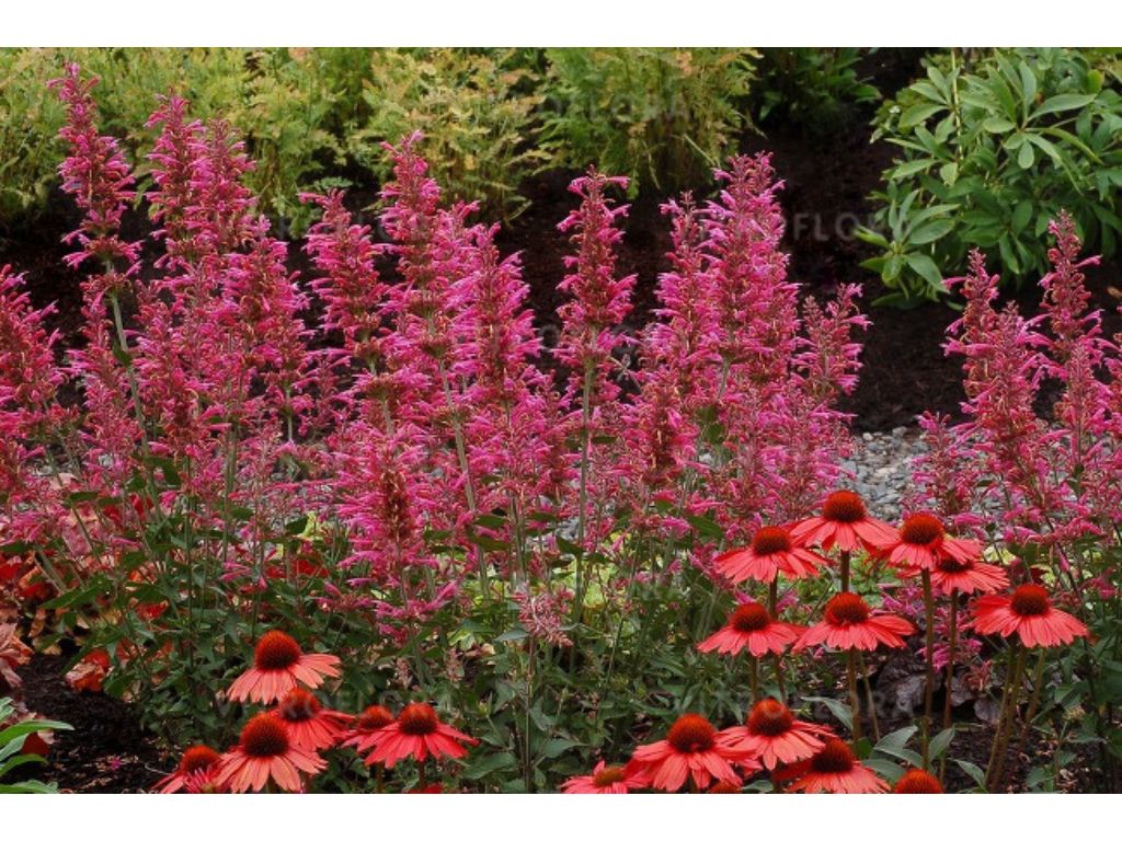Trvalky Agastache Morello3