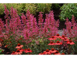 Trvalky Agastache Morello3