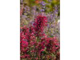 Trvalky Agastache Morello4