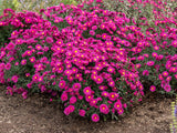 Trvalky Astra novobelgická Neron Aster