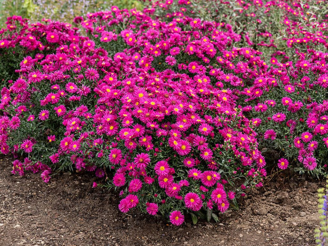 Trvalky Astra novobelgická Neron Aster