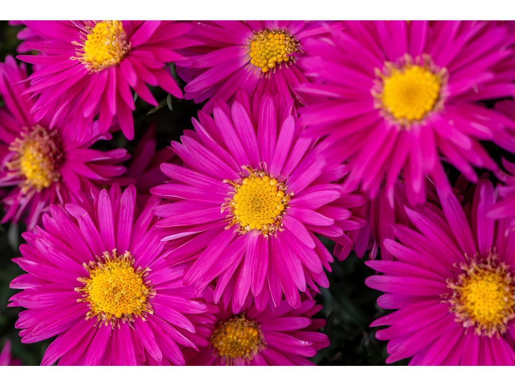 Trvalky Astra novobelgická Neron Aster(1)