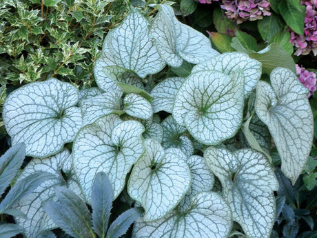 Trvalky Brunera veľkolistá Alexanders Great(1)