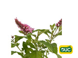 Trvalky Budleja dávidova Butterfly Candy Little Pink(2)