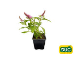 Trvalky Budleja dávidova Butterfly Candy Little Pink(1)