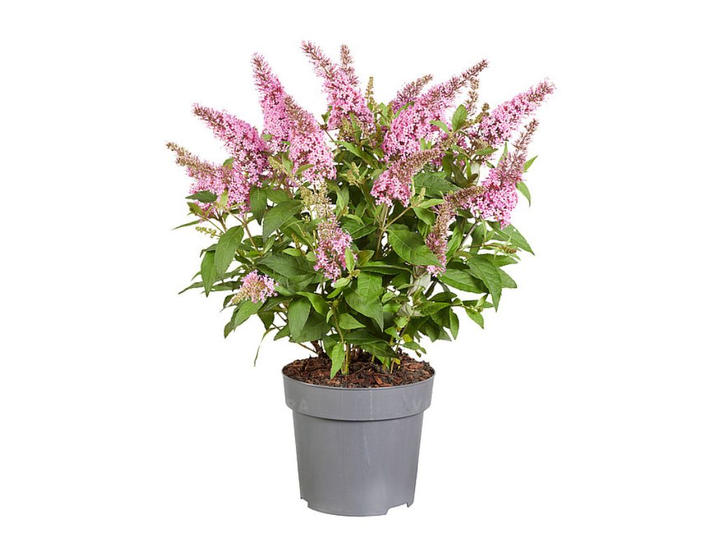 Trvalky Budleja dávidova Butterfly Candy Little Pink(7)