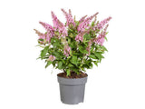 Trvalky Budleja dávidova Butterfly Candy Little Pink(7)