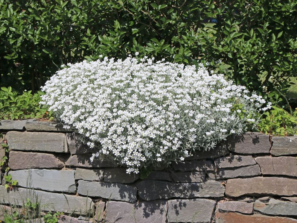 Trvalky Rožec plstnatý Silberteppich(1)