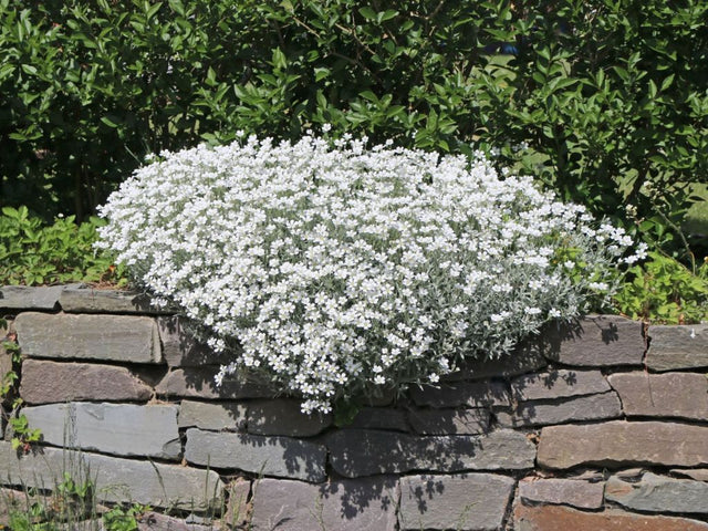 Trvalky Rožec plstnatý Silberteppich(1)