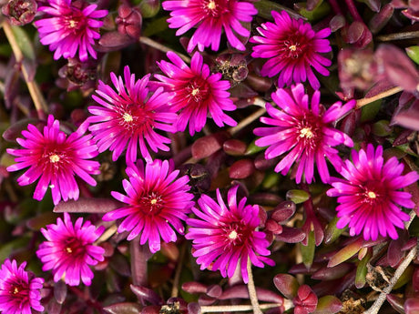 Trvalky Poludňovka Desert Dancer Purple