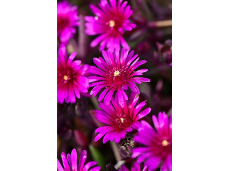 Trvalky Poludňovka Desert Dancer Purple(1)