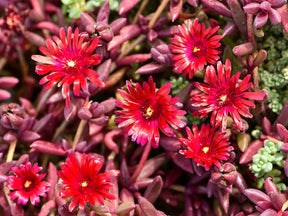 Trvalky Poludňovka Desert Dancer Red(1)