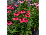 Trvalky Echinacea purpurová SunMagic Vintage Red(4)
