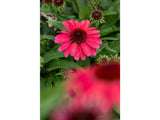 Trvalky Echinacea purpurová SunMagic Vintage Red(3)